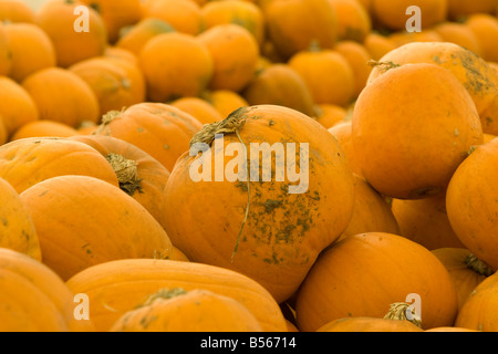Un affichage fantastique de citrouilles Banque D'Images