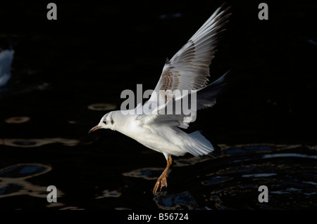 Photo de l'flying gull mouette - Rire - splashdown Banque D'Images