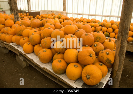 Un affichage fantastique de citrouilles Banque D'Images