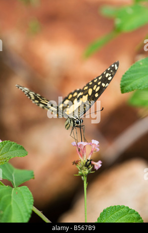 Papilio demoleus. Papillon de chaux se nourrissant de Lantana fleurs dans le paysage indien. L'Andhra Pradesh, Inde Banque D'Images