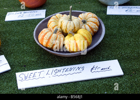 Pumpkins sur l'affichage sur le National Trust Estate Sutton Sutton West Sussex England UK Banque D'Images