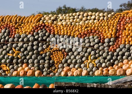 Affichage de citrouilles Banque D'Images
