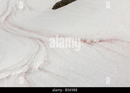 La neige ou neige rouge pastèque causée par les algues unicellulaires Chlamydomonas nivalis sur le Mont Rainier Washington Cascade Mountains Banque D'Images