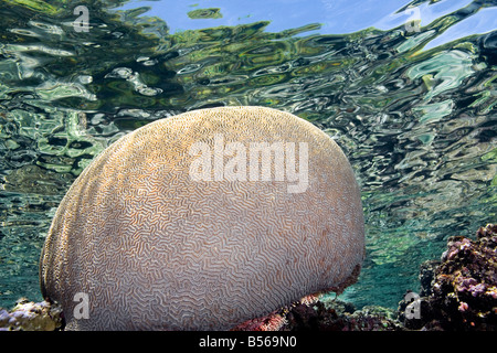 Brain Coral en eau peu profonde avec le ciel et les arbres se reflétant dans l'eau Banque D'Images