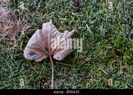 Une journée glaciale d'automne feuille sur l'herbe givrée. Banque D'Images