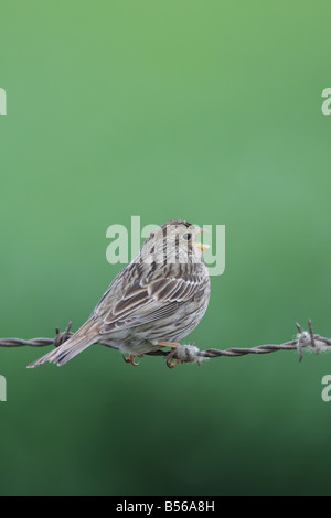 Bruant PROYER Miliaria calandra PERCHER SUR BARBELÉS chanter Banque D'Images