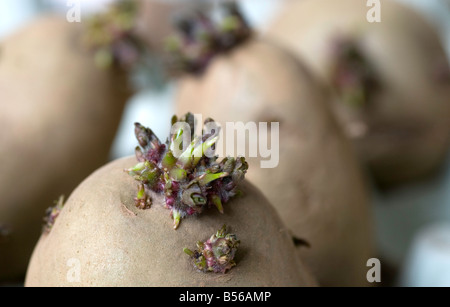 Les tubercules de pomme de terre chitting (variété 'Pixie') Banque D'Images