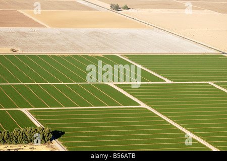 Vue aérienne des terres agricoles de l'Arizona Les champs de coton et de luzerne irriguée Banque D'Images