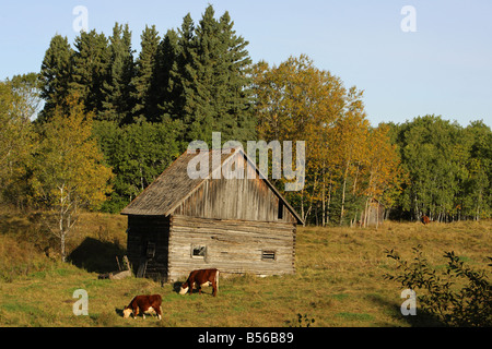 Les colons en bois grange dans une prairie de la lumière tôt le matin à l'automne automne Banque D'Images