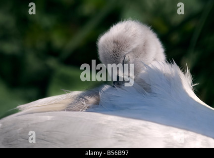 Cygnet Cygne tuberculé (Cygnus olor) blotti à l'arrière d'un parent Banque D'Images