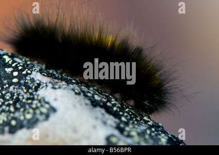 Ours laineux laineux arctique vit à caterpillar 14 ans comme une chenille gel solide pour 10 mois de l'année Banque D'Images
