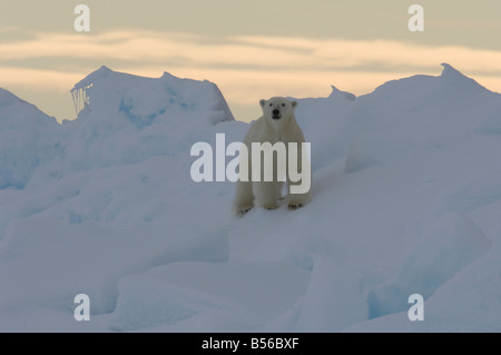 Jeune mâle ours polaire à la banquise arctique Nunavut Canada Lancaster Banque D'Images