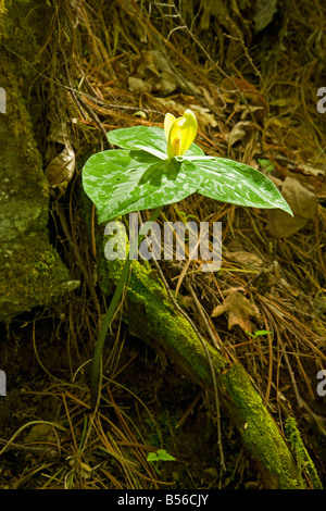 Trillium jaune printemps Parc national des Great Smoky Mountains TN USA Banque D'Images