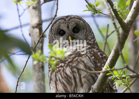 Chouette rayée Strix varia close up perché dans un arbre à McGregor Marsh de l'île de Vancouver Nanaimo BC en mai Banque D'Images