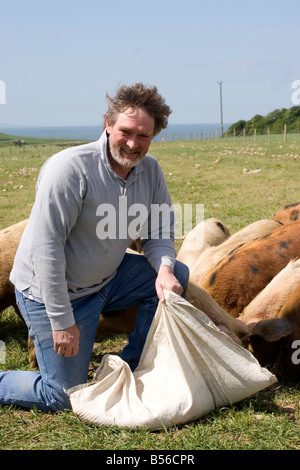 Peter Davies agriculteur biologique Gloustershire alimentation Spot vieux porcs sur sa ferme à Southerndown Vallée de Glamorgan au Pays de Galles du Sud Banque D'Images