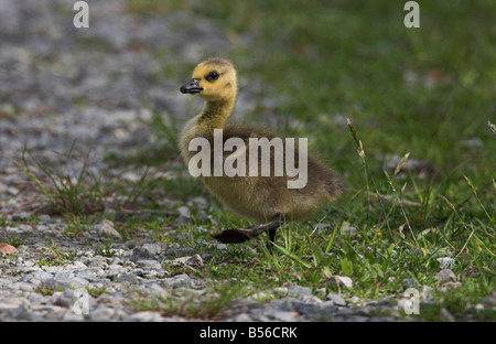 Bernache du Canada Branta canadensis gosling se dandiner dans tout traitement en cours à Buttertubs Marsh Nanaimo Vancouver Island BC en mai Banque D'Images