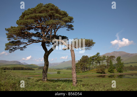 Pin calédonien, Loch Tulla, Ecosse Banque D'Images