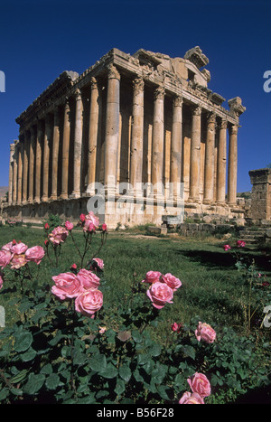 Elk163 2026v Vallée de la Bekaa au Liban Baalbek Roman ruins Temple de Bacchus 2e c avec fleurs roses Banque D'Images