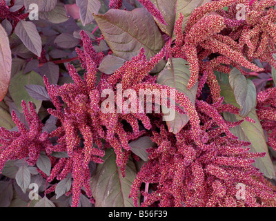 Amarante rouge (Amaranthus cruentus 'rideaux de velours') Banque D'Images