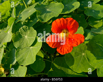 Capucine (Tropaeolum majus) Banque D'Images