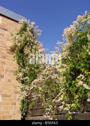 Vigne (Fallopia aubertii russe syn. polygonum aubertii) Banque D'Images