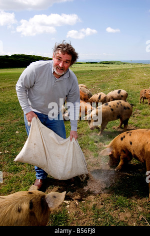 Peter Davies agriculteur biologique Gloustershire alimentation spot vieux porcs sur sa ferme à Southerndown Vallée de Glamorgan au Pays de Galles du Sud Banque D'Images