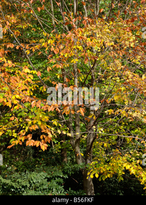 Hêtre d'Orient (Fagus orientalis) Banque D'Images
