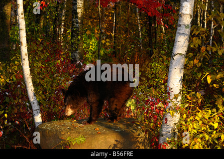 Ours noir sur un rocher dans une forêt d'érable et de bouleau avec des couleurs d'automne au début de la matinée Ursus americanus Minnesota USA Banque D'Images