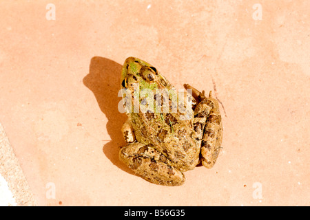 Pelophylax perezi Grenouille verte ibérique Banque D'Images