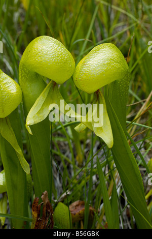 Une plante insectivore Lily Cobra Darlingtonia californica dans la Californie du nord des montagnes Klamath Banque D'Images