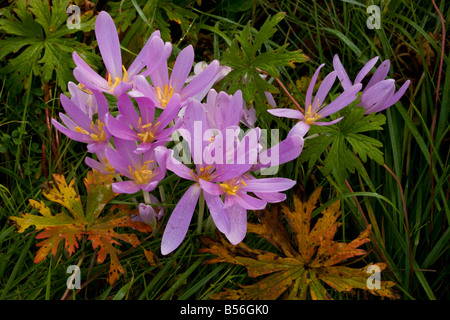 Meadow Safran ou colchique d'automne Colchicum autumnale en fleurs en hay meadow avec des feuilles de géranium sanguin pré Roumanie Banque D'Images