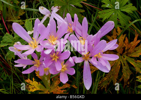 Meadow Safran ou colchique d'automne Colchicum autumnale en fleurs en hay meadow avec des feuilles de géranium sanguin pré Roumanie Banque D'Images