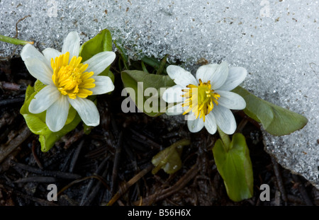 Populage des marais de l'ouest ou Populage des marais blanc à fleurs Caltha leptosepala à côté de la fonte de la neige près de soeurs Banque D'Images