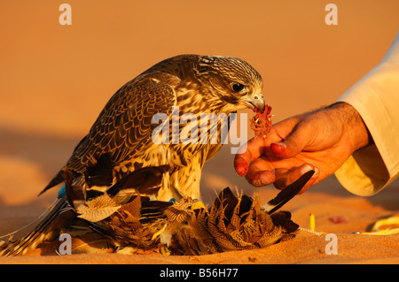 L'alimentation d'un Gyr Falcon, Dubai, Émirats arabes unis, ÉMIRATS ARABES UNIS Banque D'Images