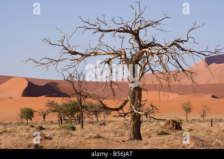 La Namibie Afrique désert du Namib Naukluft sand dunes Banque D'Images