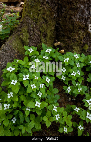 Le cornouiller du Canada ou de l'Ouest le cornouiller du Canada Cornus unalaschkensis préalablement inclus dans le Cornus canadensis des Cascades en Oregon Banque D'Images