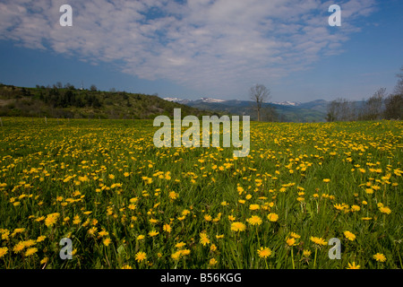 Champ de pissenlit Taraxacum officinale au printemps dans le Parc Naturel Régional d'Auvergne France Banque D'Images