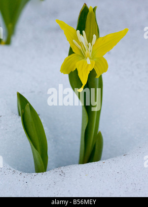 Lily Glacier ou Avalanche jaune lily Erythronium grandiflorum poussant dans la neige à haute altitude sur le Mont Rainier Banque D'Images