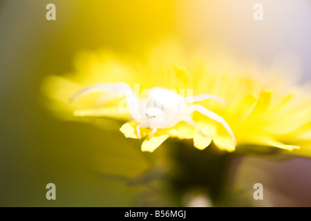 Une araignée sur une fleur Banque D'Images