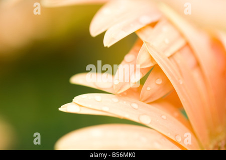 Close up d'une fleur Banque D'Images