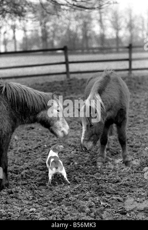 Nipper un chenil produites 'terrier de travail' comme tous les autres chiens se sent le froid ces jours-ci. Il appartient à l'entraîneur de chevaux Scottie Pringle de Newmarket. Lorsque Scottie ou sa famille prendre le chien autour de l'équitation Nipper s'exécute dans un boîtier à poney d'avoir quelques minutes chat avec son copain le CMON le poney. Tout d'abord, il ressemble à un poney comme pour dire bonjour puis il coinually tourne la tête de façon à ce que le souffle chaud du poney va dans chaque oreille. Monsieur Pringle a dit que sa fille Madge remarqué pour la première fois cette surtout par temps très froid. Désamorcer l'pony respirations de l'air chaud sur la tête de pince. Décembre 1969 Z12530-001 Banque D'Images