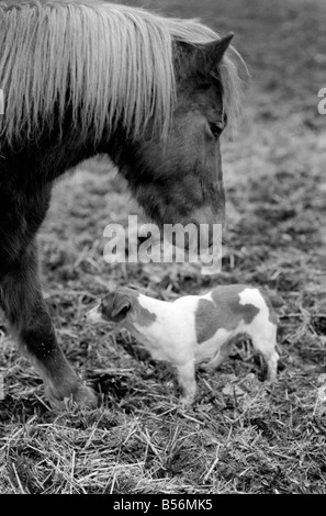 Nipper un chenil produites 'terrier de travail' comme tous les autres chiens se sent le froid ces jours-ci. Il appartient à l'entraîneur de chevaux Scottie Pringle de Newmarket. Lorsque Scottie ou sa famille prendre le chien autour de l'équitation Nipper s'exécute dans un boîtier à poney d'avoir quelques minutes chat avec son copain le CMON le poney. Tout d'abord, il ressemble à un poney comme pour dire bonjour puis il coinually tourne la tête de façon à ce que le souffle chaud du poney va dans chaque oreille. Monsieur Pringle a dit que sa fille Madge remarqué pour la première fois cette surtout par temps très froid. Désamorcer l'pony respirations de l'air chaud sur la tête de pince. Décembre 1969 Z12530-002 Banque D'Images