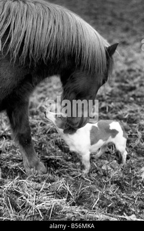 Nipper un chenil produites 'terrier de travail' comme tous les autres chiens se sent le froid ces jours-ci. Il appartient à l'entraîneur de chevaux Scottie Pringle de Newmarket. Lorsque Scottie ou sa famille prendre le chien autour de l'équitation Nipper s'exécute dans un boîtier à poney d'avoir quelques minutes chat avec son copain le CMON le poney. Tout d'abord, il ressemble à un poney comme pour dire bonjour puis il coinually tourne la tête de façon à ce que le souffle chaud du poney va dans chaque oreille. Monsieur Pringle a dit que sa fille Madge remarqué pour la première fois cette surtout par temps très froid. Désamorcer l'pony respirations de l'air chaud sur la tête de pince. Décembre 1969 Z12530-003 Banque D'Images