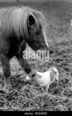 Nipper un chenil produites 'terrier de travail' comme tous les autres chiens se sent le froid ces jours-ci. Il appartient à l'entraîneur de chevaux Scottie Pringle de Newmarket. Lorsque Scottie ou sa famille prendre le chien autour de l'équitation Nipper s'exécute dans un boîtier à poney d'avoir quelques minutes chat avec son copain le CMON le poney. Tout d'abord, il ressemble à un poney comme pour dire bonjour puis il coinually tourne la tête de façon à ce que le souffle chaud du poney va dans chaque oreille. Monsieur Pringle a dit que sa fille Madge remarqué pour la première fois cette surtout par temps très froid. Désamorcer l'pony respirations de l'air chaud sur la tête de pince. Décembre 1969 Z12530-004 Banque D'Images