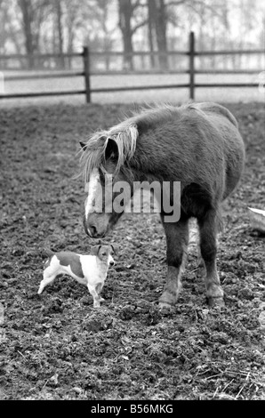 Nipper un chenil produites 'terrier de travail' comme tous les autres chiens se sent le froid ces jours-ci. Il appartient à l'entraîneur de chevaux Scottie Pringle de Newmarket. Lorsque Scottie ou sa famille prendre le chien autour de l'équitation Nipper s'exécute dans un boîtier à poney d'avoir quelques minutes chat avec son copain le CMON le poney. Tout d'abord, il ressemble à un poney comme pour dire bonjour puis il coinually tourne la tête de façon à ce que le souffle chaud du poney va dans chaque oreille. Monsieur Pringle a dit que sa fille Madge remarqué pour la première fois cette surtout par temps très froid. Désamorcer l'pony respirations de l'air chaud sur la tête de pince. Décembre 1969 Z12530-005 Banque D'Images