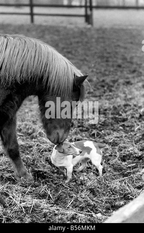 Nipper un chenil produites 'terrier de travail' comme tous les autres chiens se sent le froid ces jours-ci. Il appartient à l'entraîneur de chevaux Scottie Pringle de Newmarket. Lorsque Scottie ou sa famille prendre le chien autour de l'équitation Nipper s'exécute dans un boîtier à poney d'avoir quelques minutes chat avec son copain le CMON le poney. Tout d'abord, il ressemble à un poney comme pour dire bonjour puis il coinually tourne la tête de façon à ce que le souffle chaud du poney va dans chaque oreille. Monsieur Pringle a dit que sa fille Madge remarqué pour la première fois cette surtout par temps très froid. Désamorcer l'pony respirations de l'air chaud sur la tête de pince. Décembre 1969 Z12530 Banque D'Images