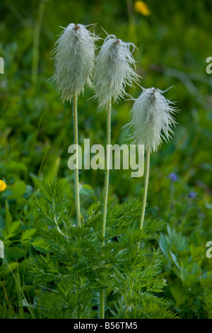 Têtes de graine de l'ouest de l'Ouest ou l'Anémone Anémone pulsatille Anemone occidentalis Cascade Mountains Mont Rainier Washington Banque D'Images