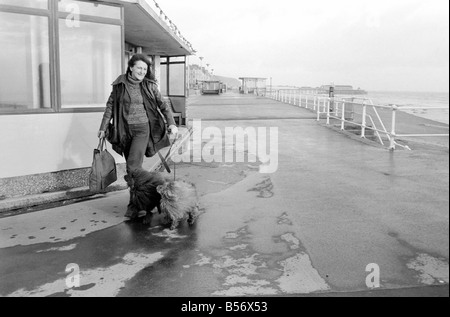 Chiens expulsés. Mme Fay Hughes. Janvier 1975 75-00437-013 Banque D'Images