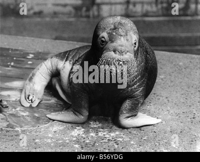 Animaux - morse. Dès la sortie de Alice Wonderland. Faire sa première apparition publique le vendredi (3-3-67).... Le Zoo de Londres de neuf Le morse. Avec ces moustaches tombantes, la dame ressemble à quelque chose tout droit sorti de Wonderland. Ce n'est donc pas surprenant qu'elle s'appelle Alice. En fait, elle a beaucoup en commun avec un autre personnage de Lewis Carroll - the Walrus à Alice à travers le miroir. Vous vous souviendrez que M. Carroll, le morse et le charpentier raillé tous les huîtres sur la plage. Ainsi, Alice le Morse qui a été pêché au large des côtes de la Sibérie du nord, est plutôt friands de sa nourriture ainsi Banque D'Images