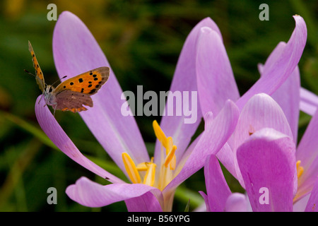 Petit papillon Lycaena phlaeas cuivre on Meadow Safran ou colchique d'automne Colchicum autumnale dans hay meadow automne Roumanie Banque D'Images